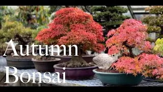 Autumn Walk About - Greenwood Bonsai