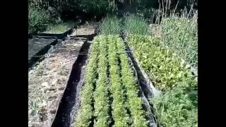 Высокие грядки, начало лета  Такой результат
