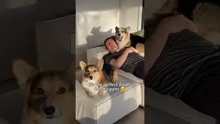 This is the Best Couch if You Have Dogs 