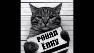 C Новым КОТОМ!