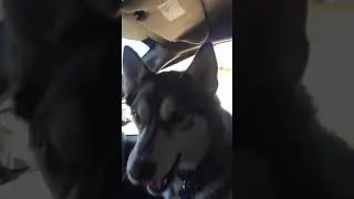 Talking dog loves chicken nuggets