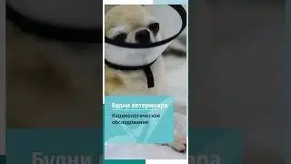Кардиологическое обследование питомца перед операцией