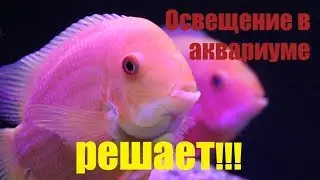 Визит к подписчику для монтажа САМПа и обалденная рыба в аквариуме!