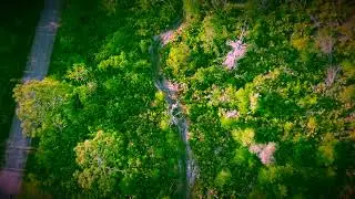 Beautiful riding in the forest