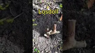 efek tanam bonsai ground bebas#shortsvideo#bonsai#wongbebasmbolang#