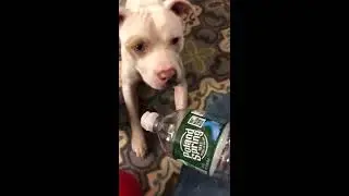 Pitbull chooses water bottle over toys