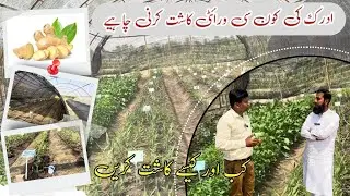 Ginger best varieties In Pakistan ادرک پاکستان میں کاشت کے لیے بہترین اقسام |Ginger farming |IR FARM