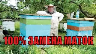 BEE AUTUMN REPLACEMENT QUEEN BEES IN THE BEE COLONY MAIN