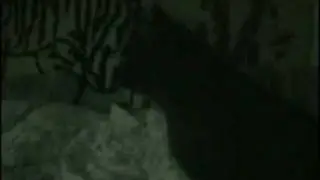 a macskák nem unalmasak.the cats aren't boring.