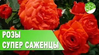 Розы по почте из питомника | Отличное качество