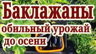 How to Fertilize Eggplants in July and August: The Best Fertilizer for Abundant and Long-Lasting ...
