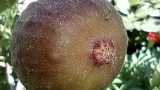New pollen covered wasps drying off on Profichi fig