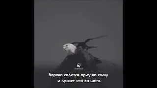 единственная птица, которая осмелится клюнуть орла - это