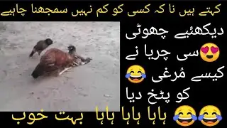 واہ جی کیا بات ہے, چھوٹی سی چڑیا نے مُرغی کو پٹخ دیا 🤣😂🤣👌واہ