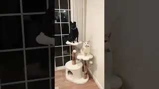 cat dog 😁🎄🦌🛷