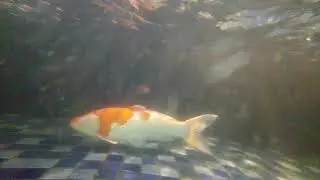 lg g7 thinq ez underwater test