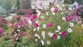 ...Смотри,какая красота...