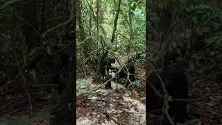 Water scooping: tool use by a wild bonobo (Pan paniscus) at LuiKotale