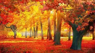 Beautiful Relaxing Music - Soothing Autumn Melodies, Mindful and Peaceful Piano Instrumental Music
