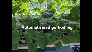 Statusrapport för vår automatiska gurkodling