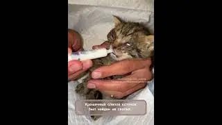 История маленького слепого котёнка