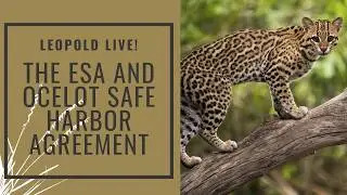 Leopold Live: The Endangered Species Act and Ocelot Safe Harbor Agreement