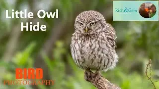 At The Little Owl Hide Bird Photography | Rich and Gem Landscape & Wildlife Photography
