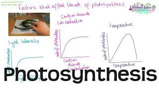 Photosynthesis | Revision for Biology and Science GCSE and IGCSE