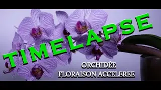 (Studio ATB 54) Timelapse d'une Orchidée EN 35s - Orchid blooming