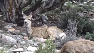 Colorado, Mule Deer, Elk, Public Land