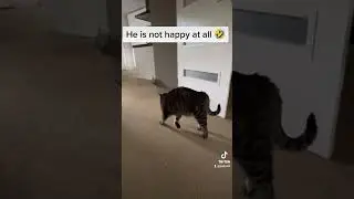 Cats are funny #cat #cats #comedy