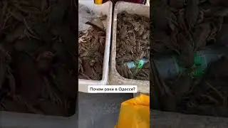 Почем раки в Одессе