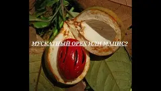 Мускатный орех