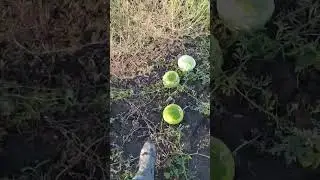 как выбрать арбуз 🍉