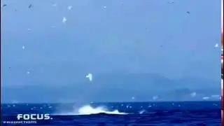 Orca whale punts seal 80 feet into the air