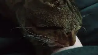 Cat Slurps From Human Arm!
