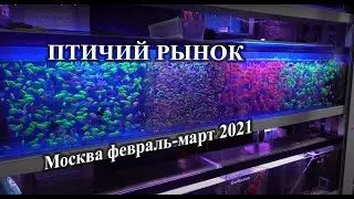Птичий Рынок в Москве середина февраля 2021