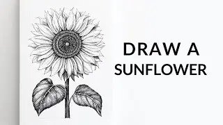 How to Draw a Sunflower in Pen & Ink | Easy Step-by-Step Tutorial