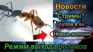 Новости канала #2. Новые колонии? Группа ВК. Ответы на вопросы.