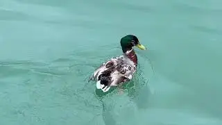 Visit Austria - Lake Mondsee