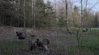 MN longbow Turkey D-cap at 6 yards!