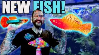UNBOXING COLOURFUL LIVE FISH FOR MY AQUARIUM STORE!