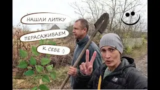 Садим молодые липки у себя на пасеке. Обзор нашего пруда.