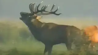 Duvenstedter Brook Wiege kapitaler Hirsche Rotwild