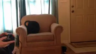Chasing his own tail