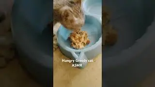 Hungry greedy cat can't wait for food 😋 #cat #greedycat #greedyhungry #funny