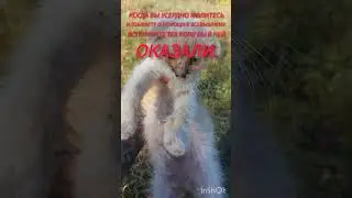 Его выбррсили умирать