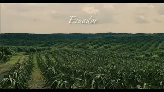 WHAT COCOA IS FOR US - COCOA SUPPLY