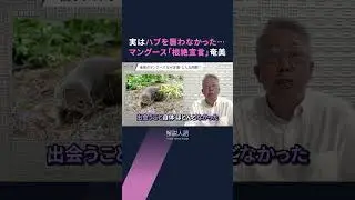 【解説人語】奄美大島でマングース「根絶宣言」　3万2千匹を捕獲「世界的成果」への歩み