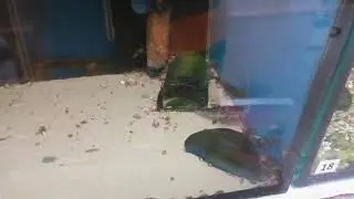 Пимелодус Пиктус